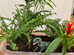 dinosaur garden