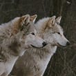 Ironwood Wolves